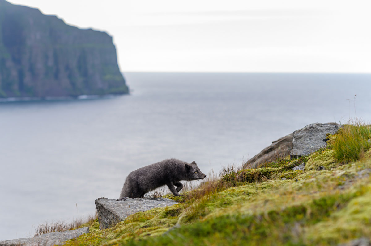 Brown arctic fox at Hornstrandir