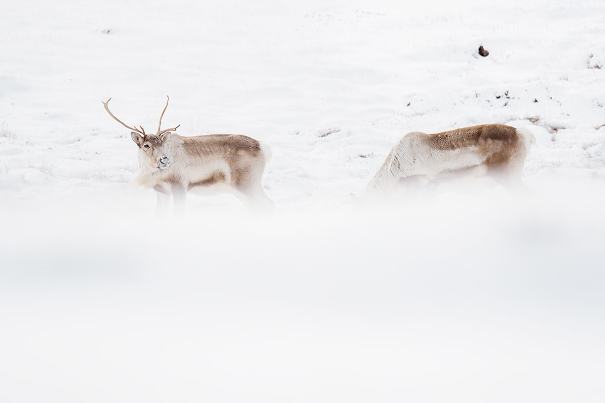 Comment observer des animaux sauvages