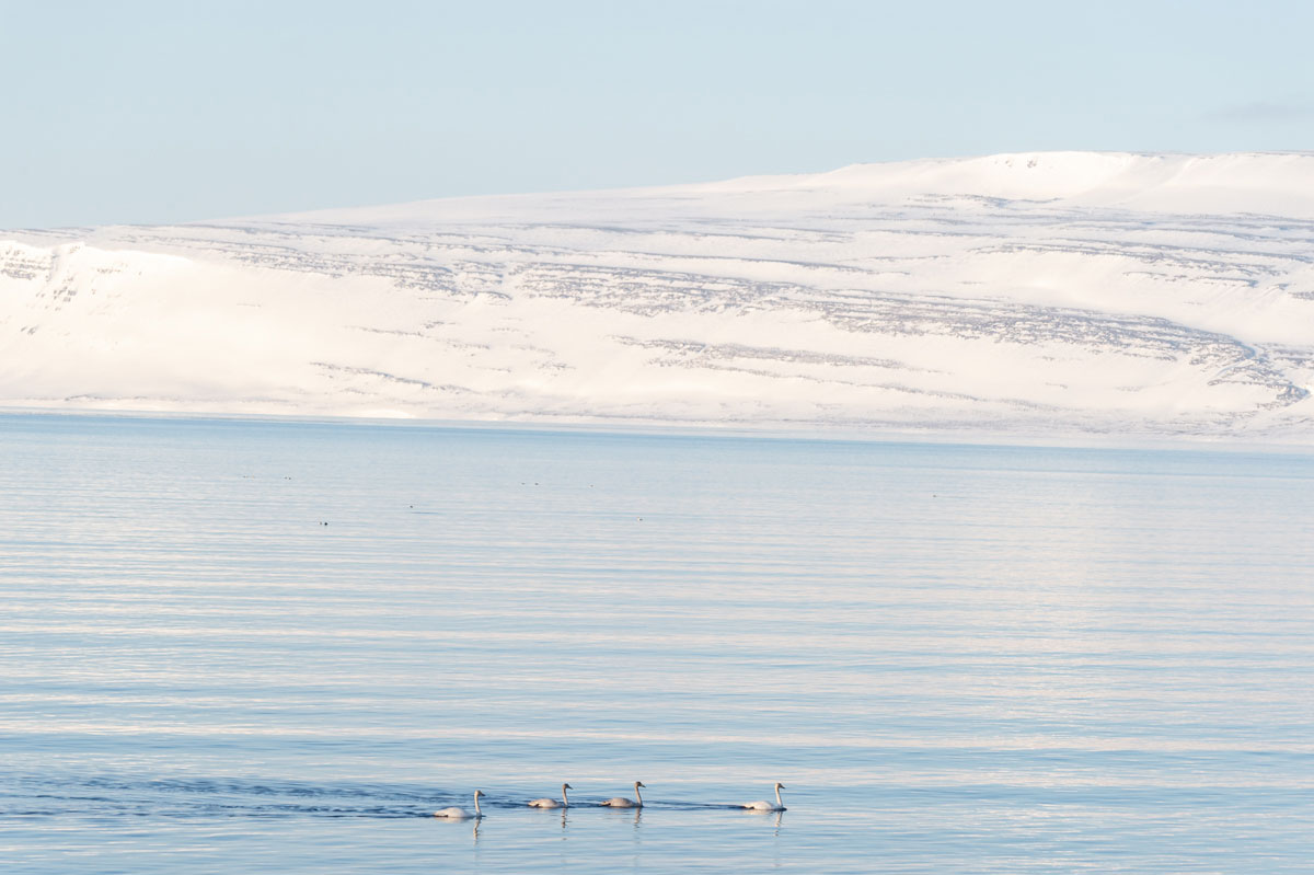 La réserve naturelle de Hornstrandir en hiver