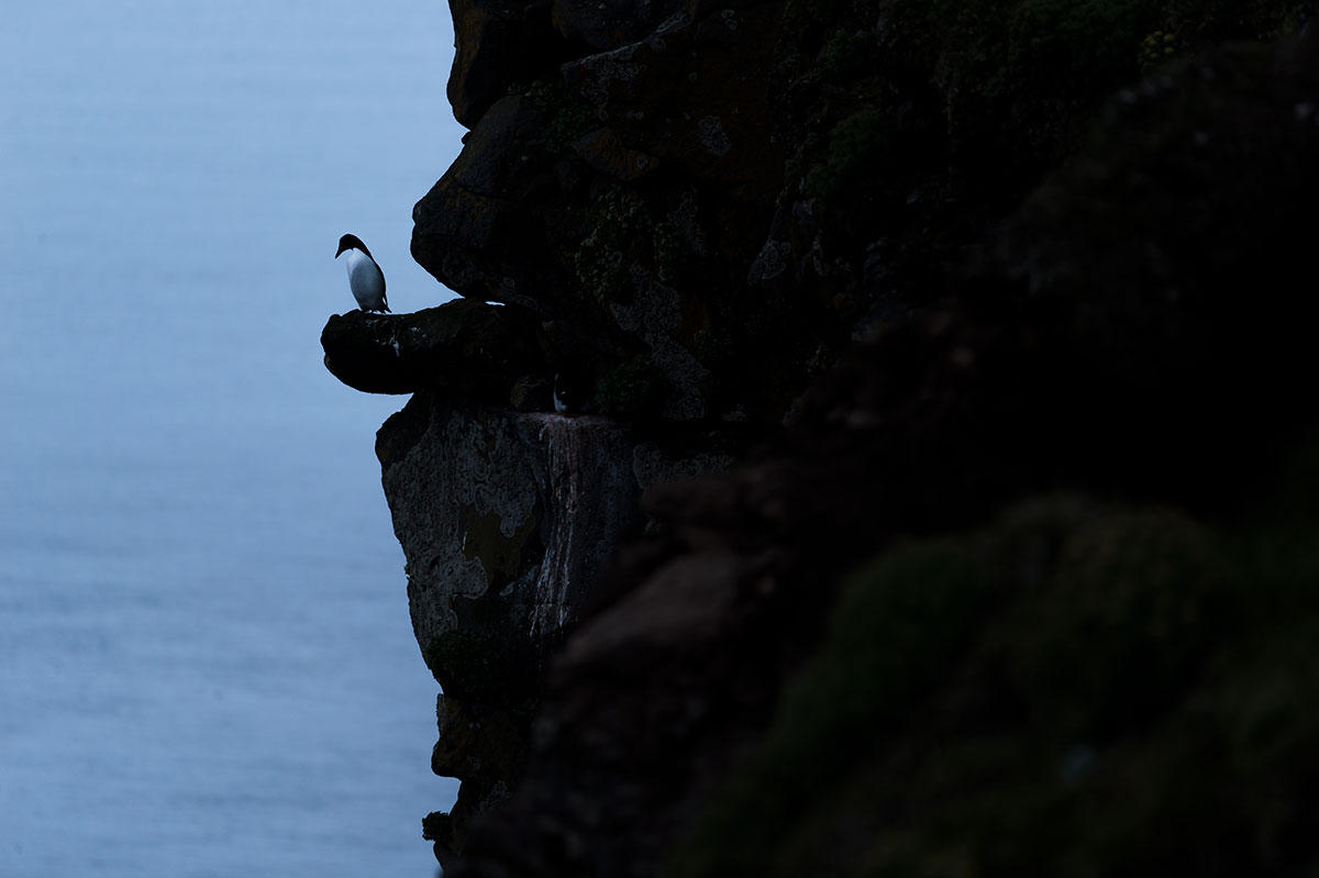 Le Guillemot de Troïl