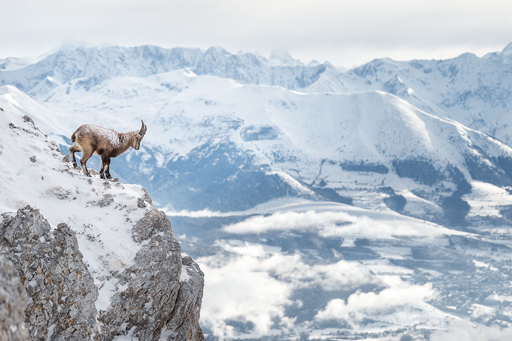 Bouquetin dans le Vercors © Samy Berkani