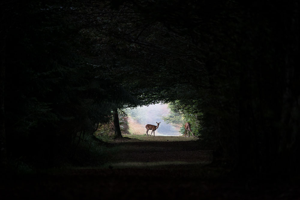 Biche en forêt © Samy Berkani