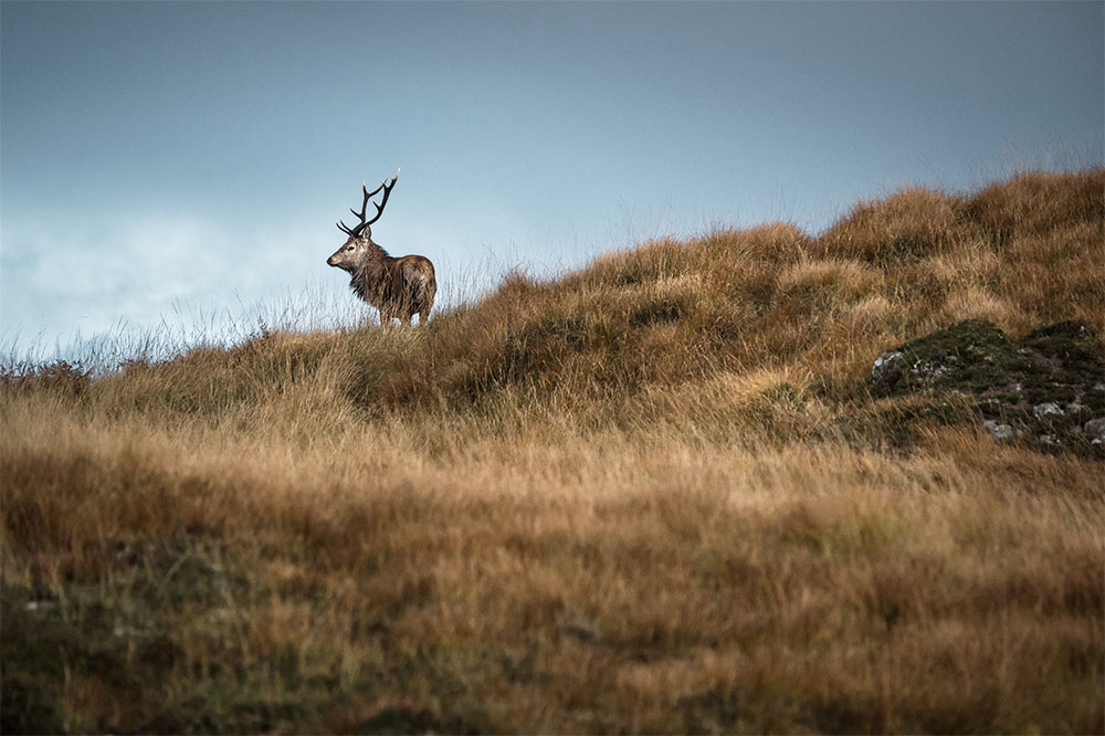 Cerf rouge en Ecosse © Samy Berkani