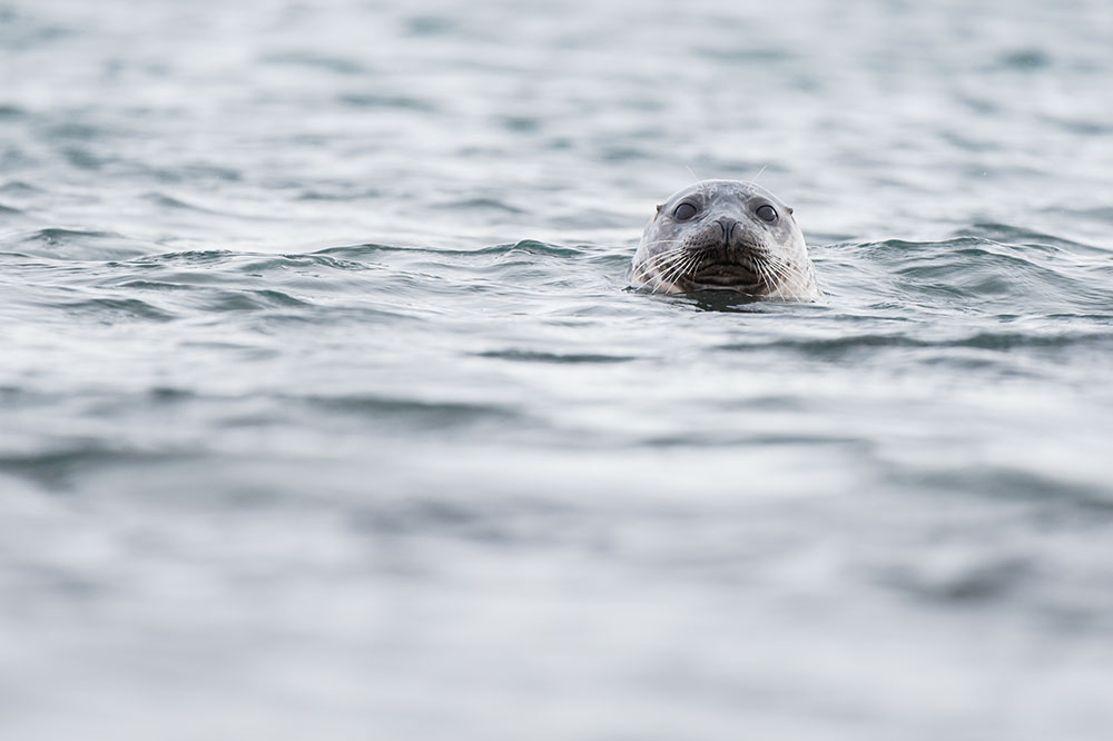 Phoque commun en Islande © Samy Berkani