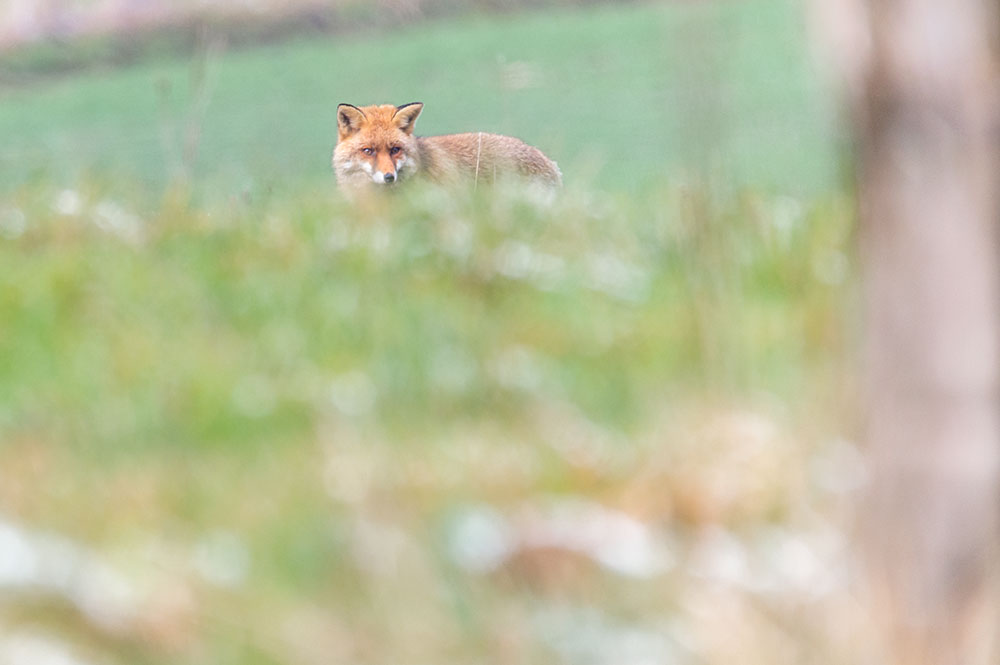 Renard roux dans un pré © Samy Berkani