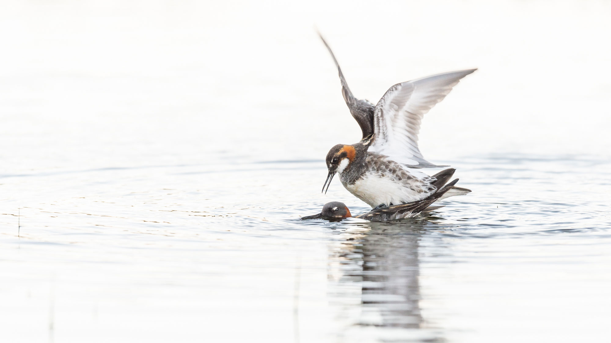 Phalarope à bec étroit dans le parc national de Thingvellir