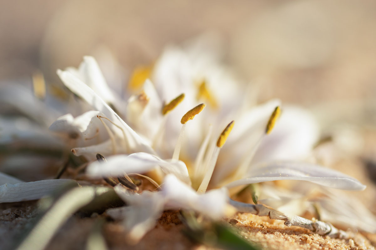Androcymbium gramineum, fleur du Sahara