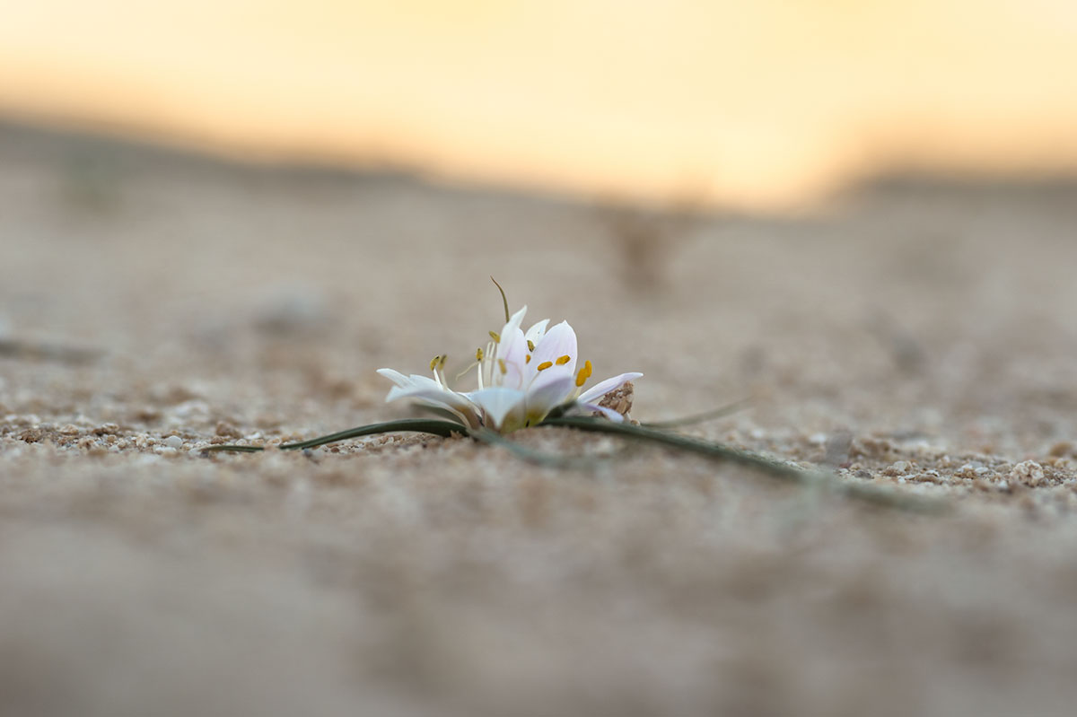 Androcymbium gramineum, fleur du Sahara