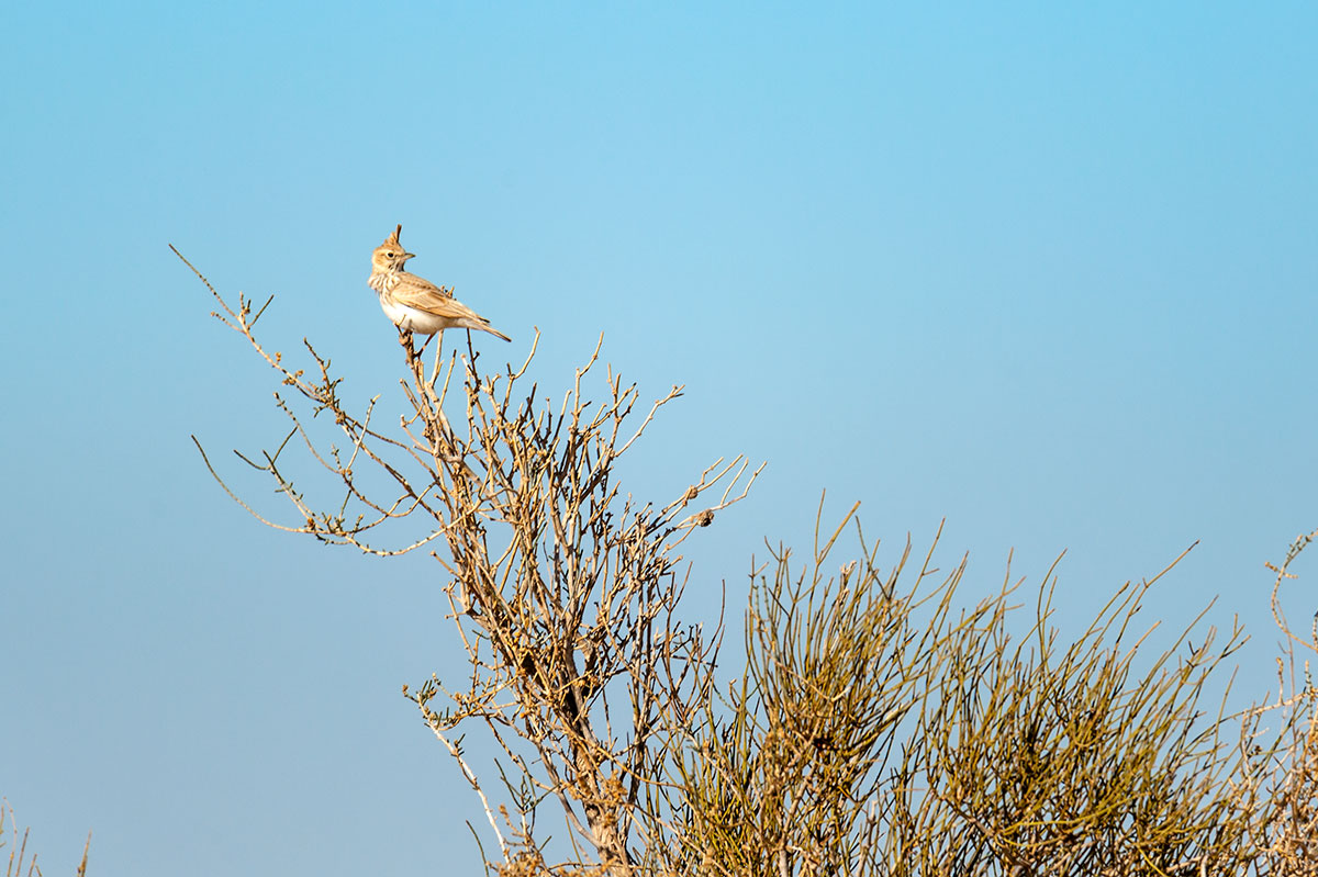 Crested lark