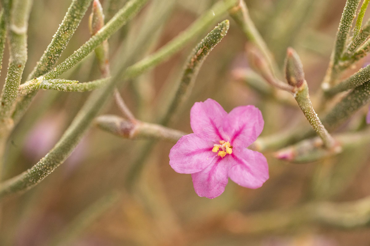 Limoniastrum guyonianu