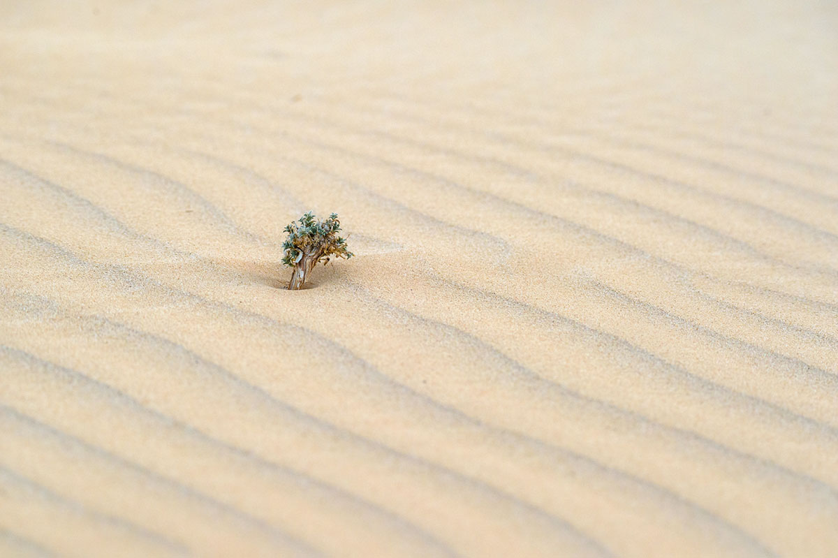 A tree barely 2cm tall
