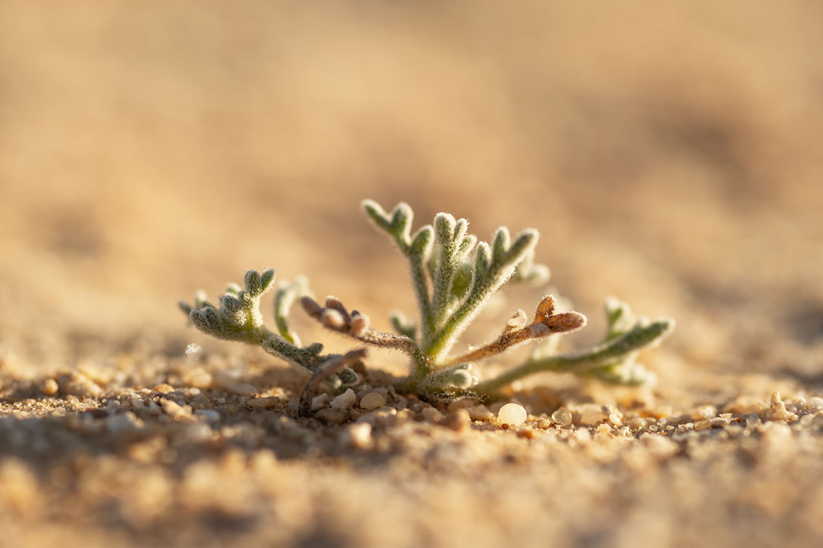 Plant in the algerian Sahara