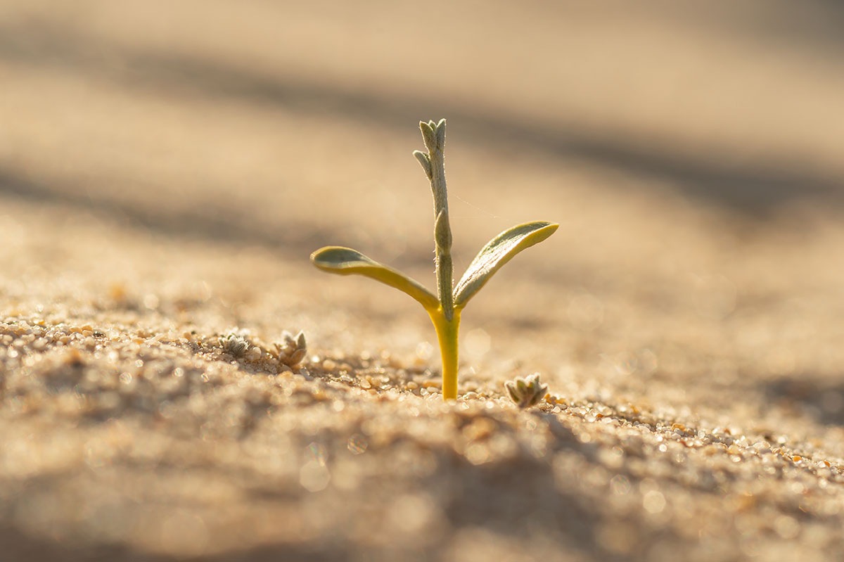 A seed germinating in the Sahara!