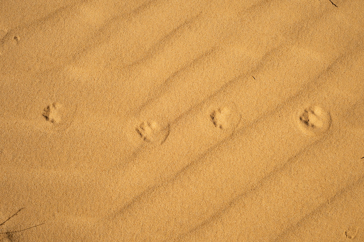 Empreintes de fennec dans le Sahara algérien