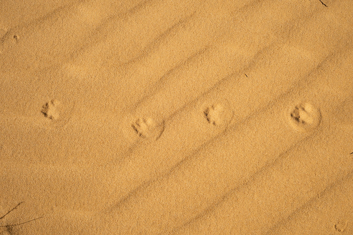 Empreintes de fennec dans le Sahara algérien
