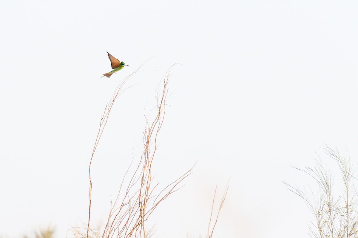 A blue-cheeked bee-eater in algeria