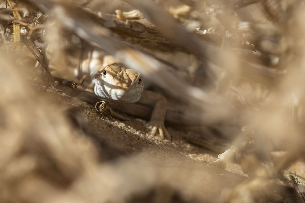 Lizard in the algerian Sahara