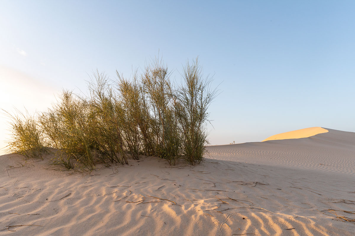 Travel to the Sahara in Algeria