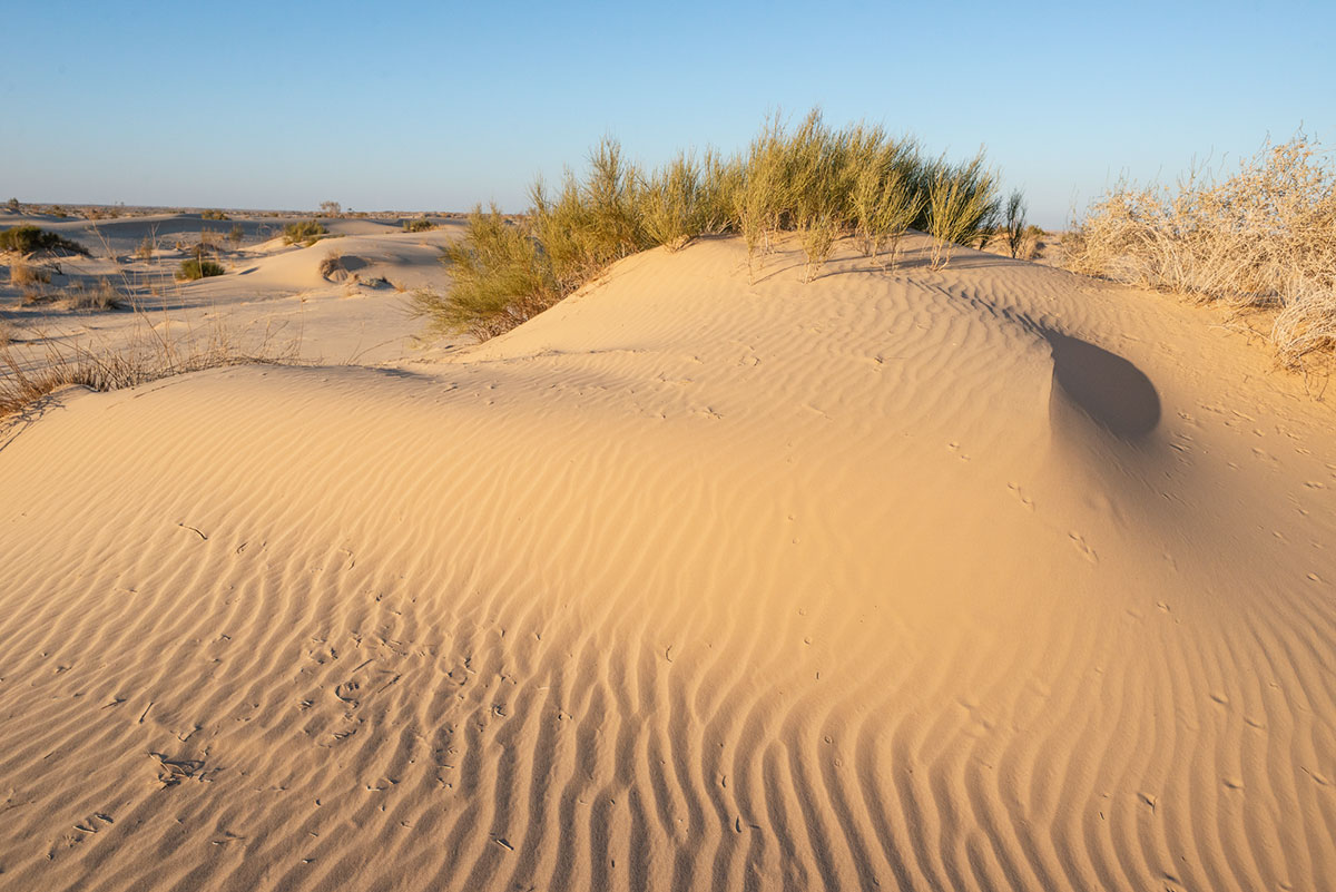 Le Sahara algérien