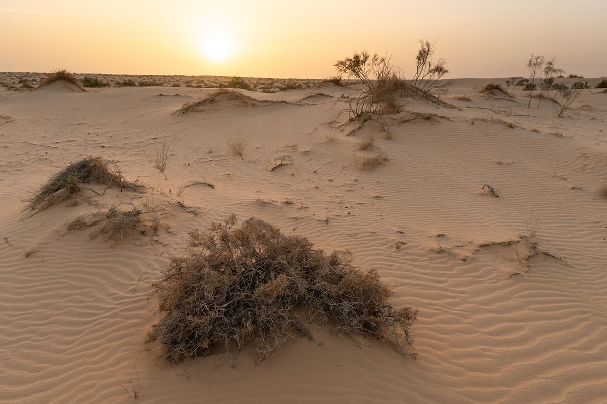 Le Sahara en Algérie