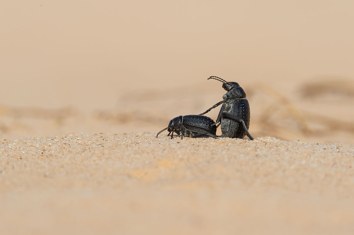 Le scarabée noir du Sahara