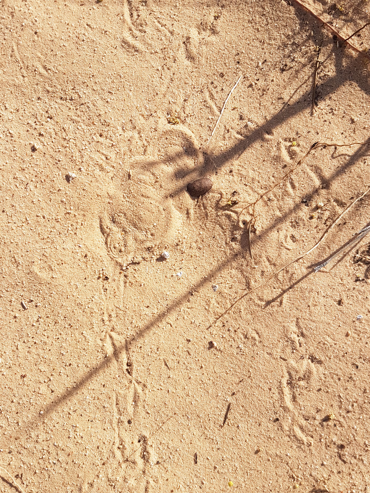 Vipère des sables camouflée