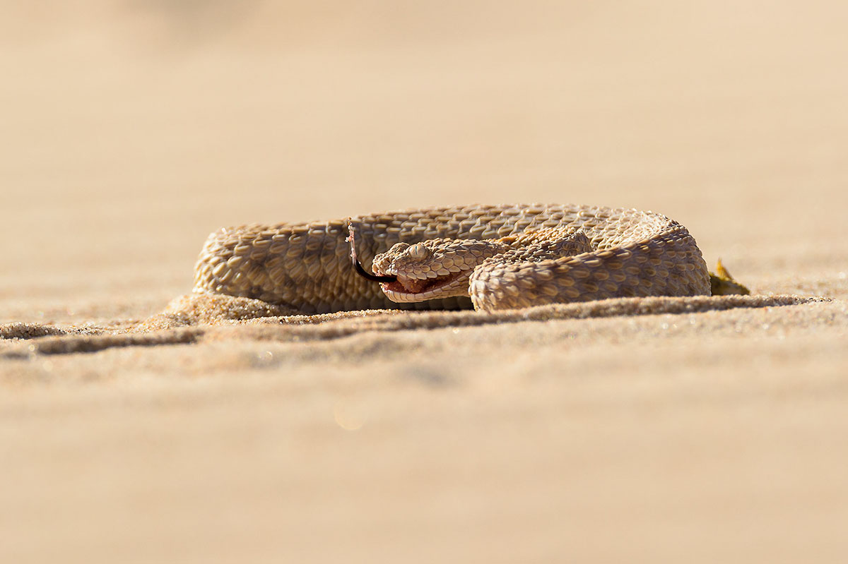 Vipère des sables dans le Sahara