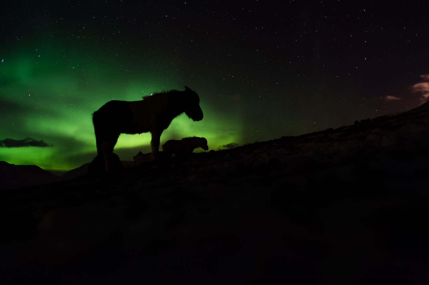 Icelandic horses under the northern lights