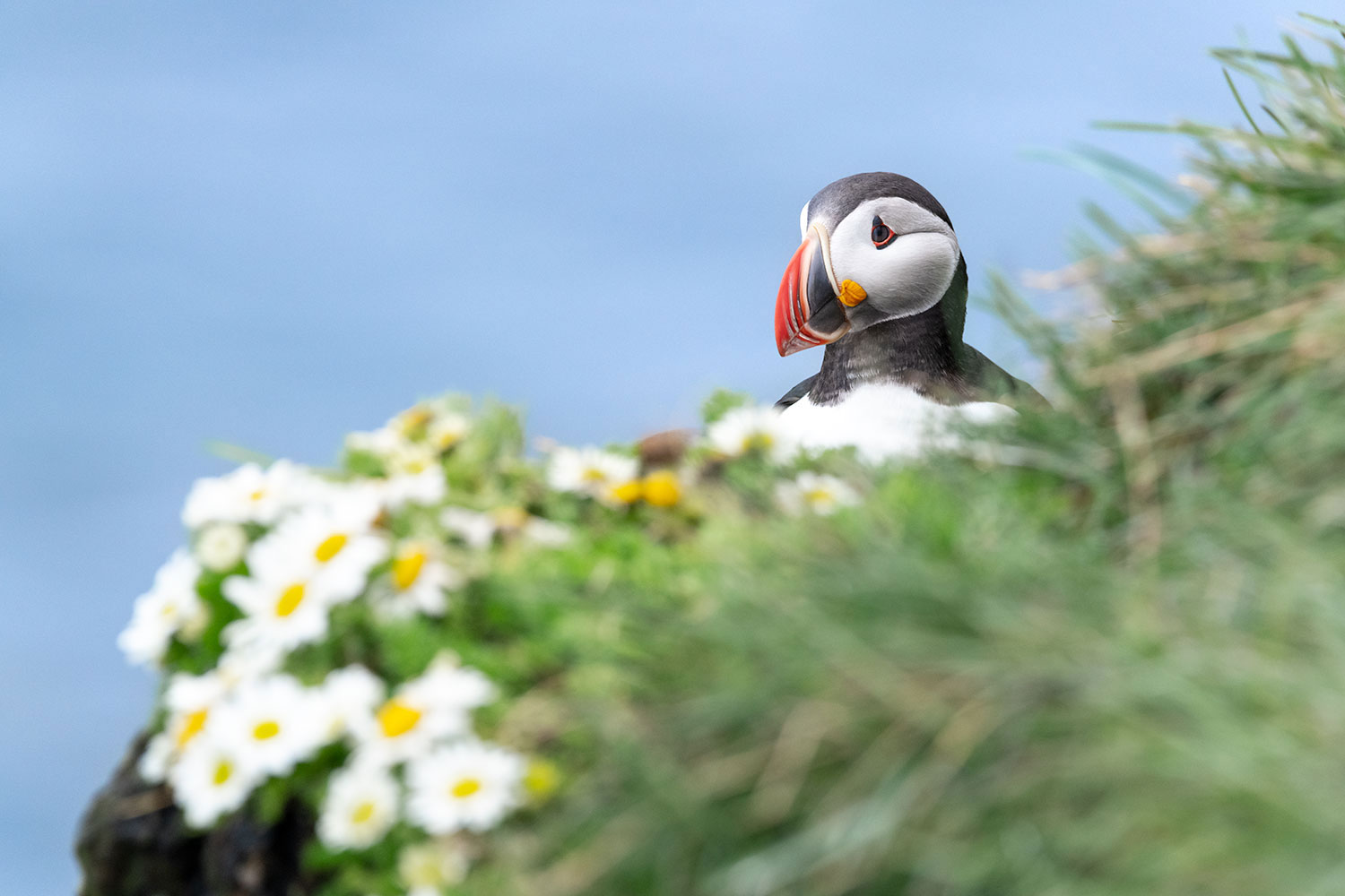 Puffin in Iceland