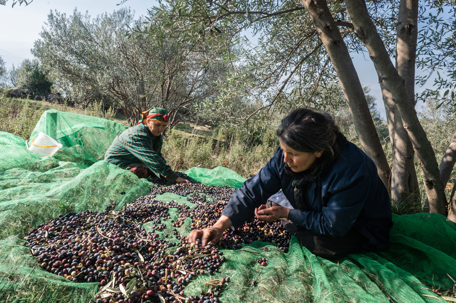 Olive harvest in Kabylia
