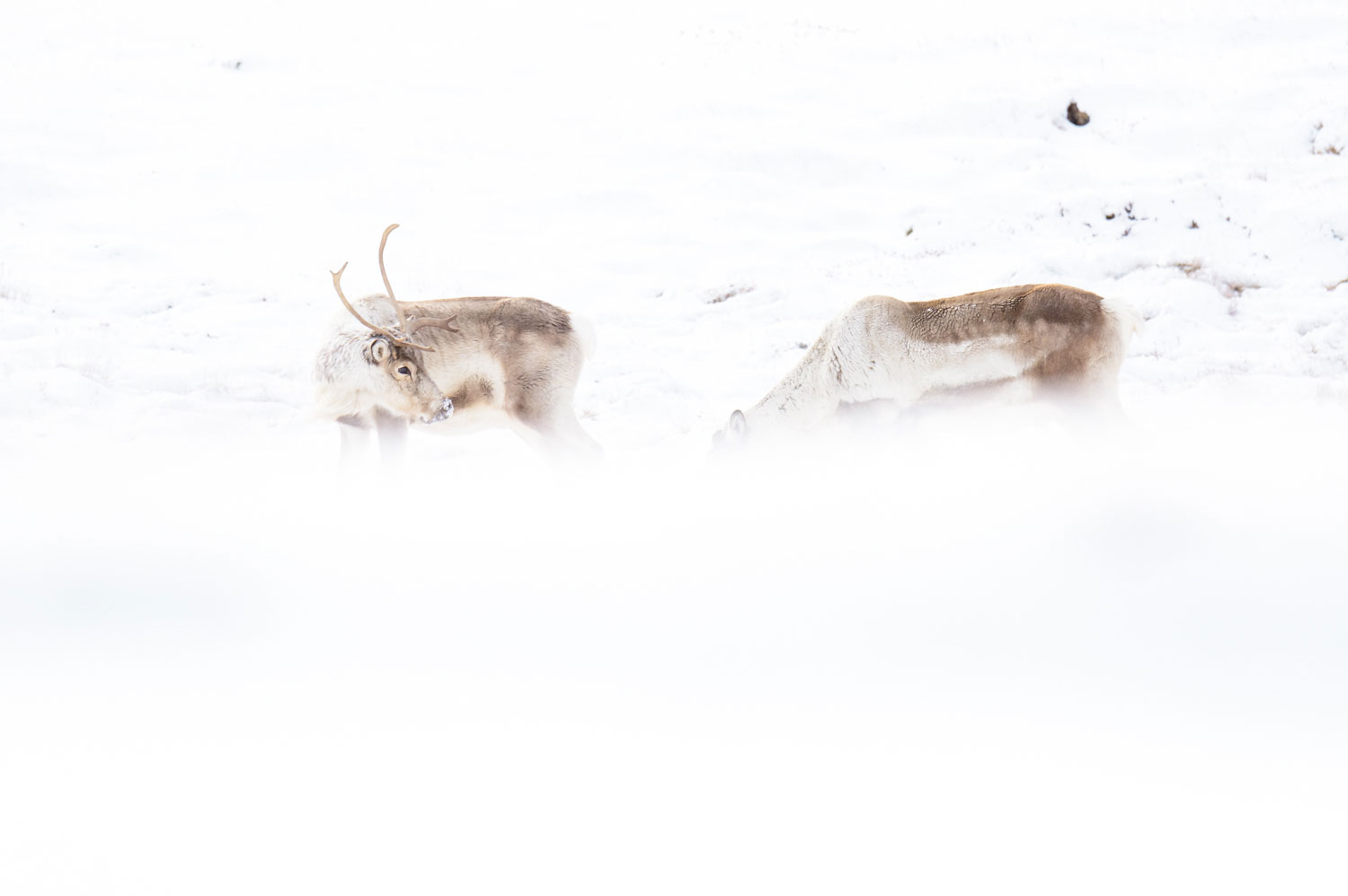 Reindeer in the East Fjords of Iceland