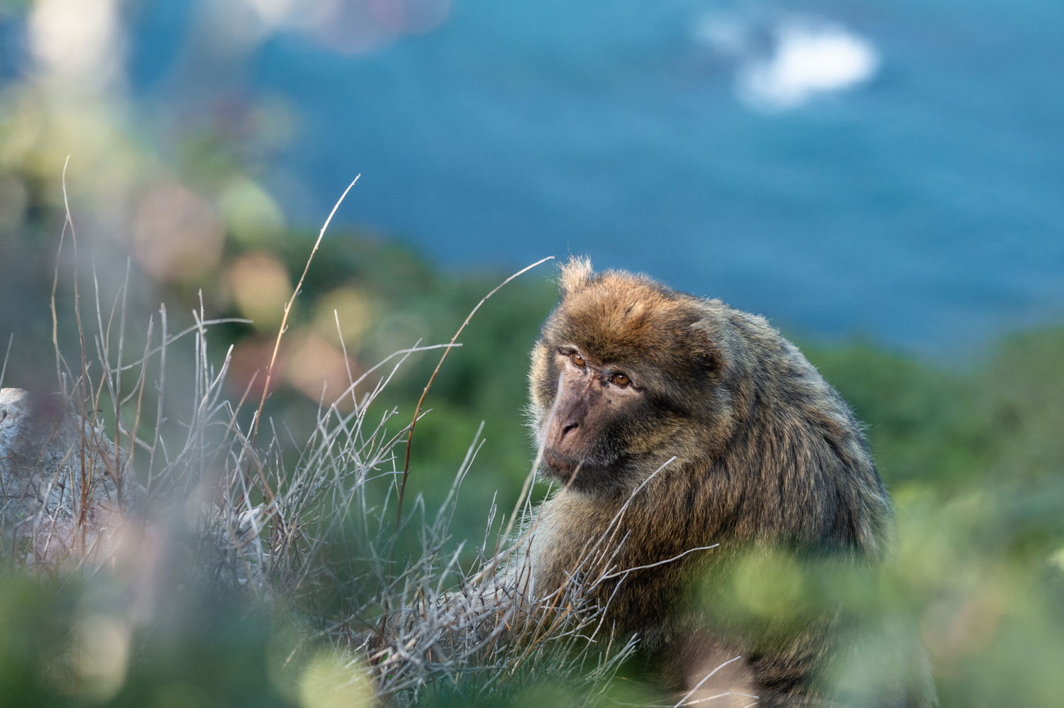 A Barbary macaque in Kabylia