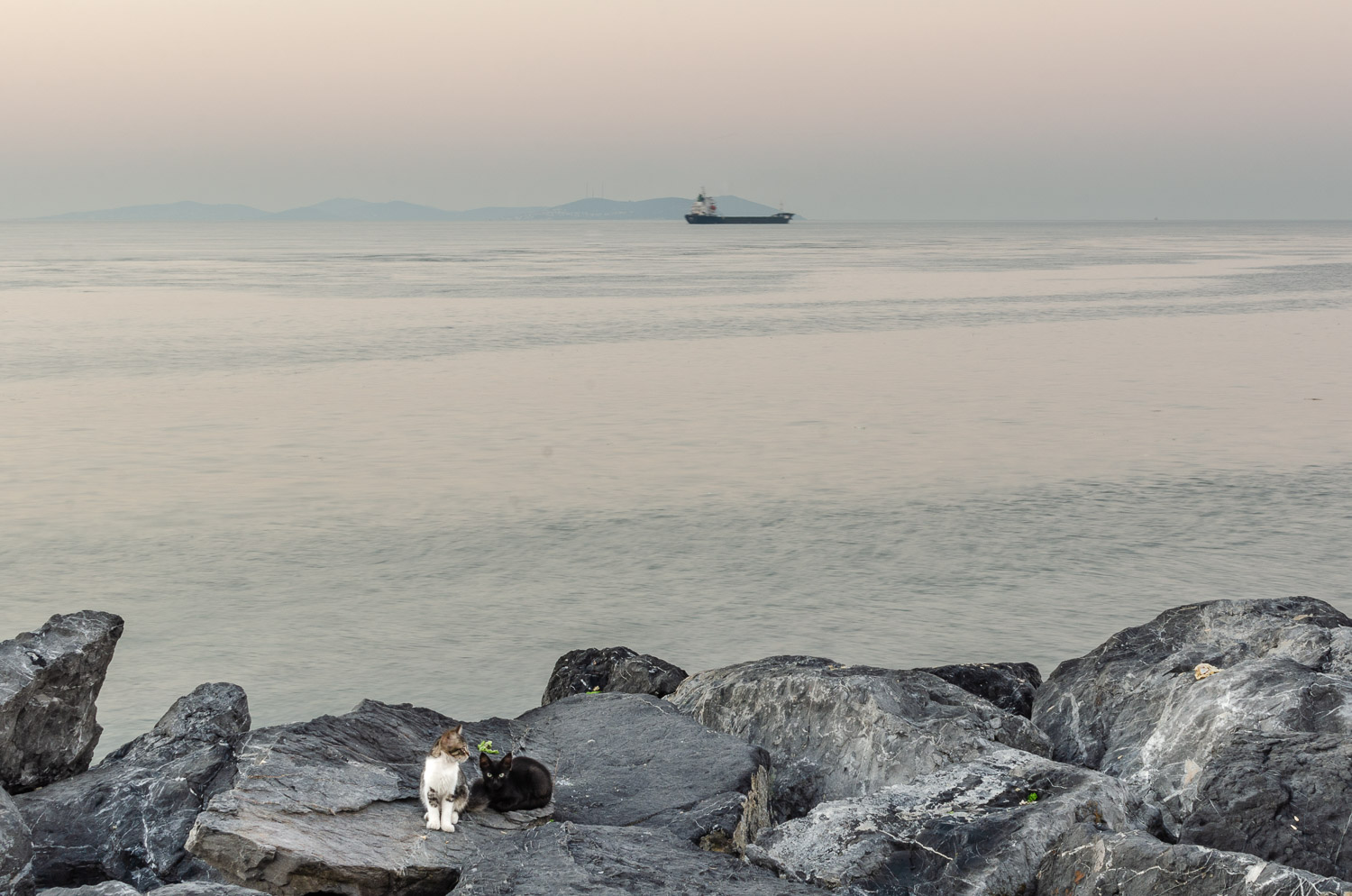 The kittens of Istanbul's quayside