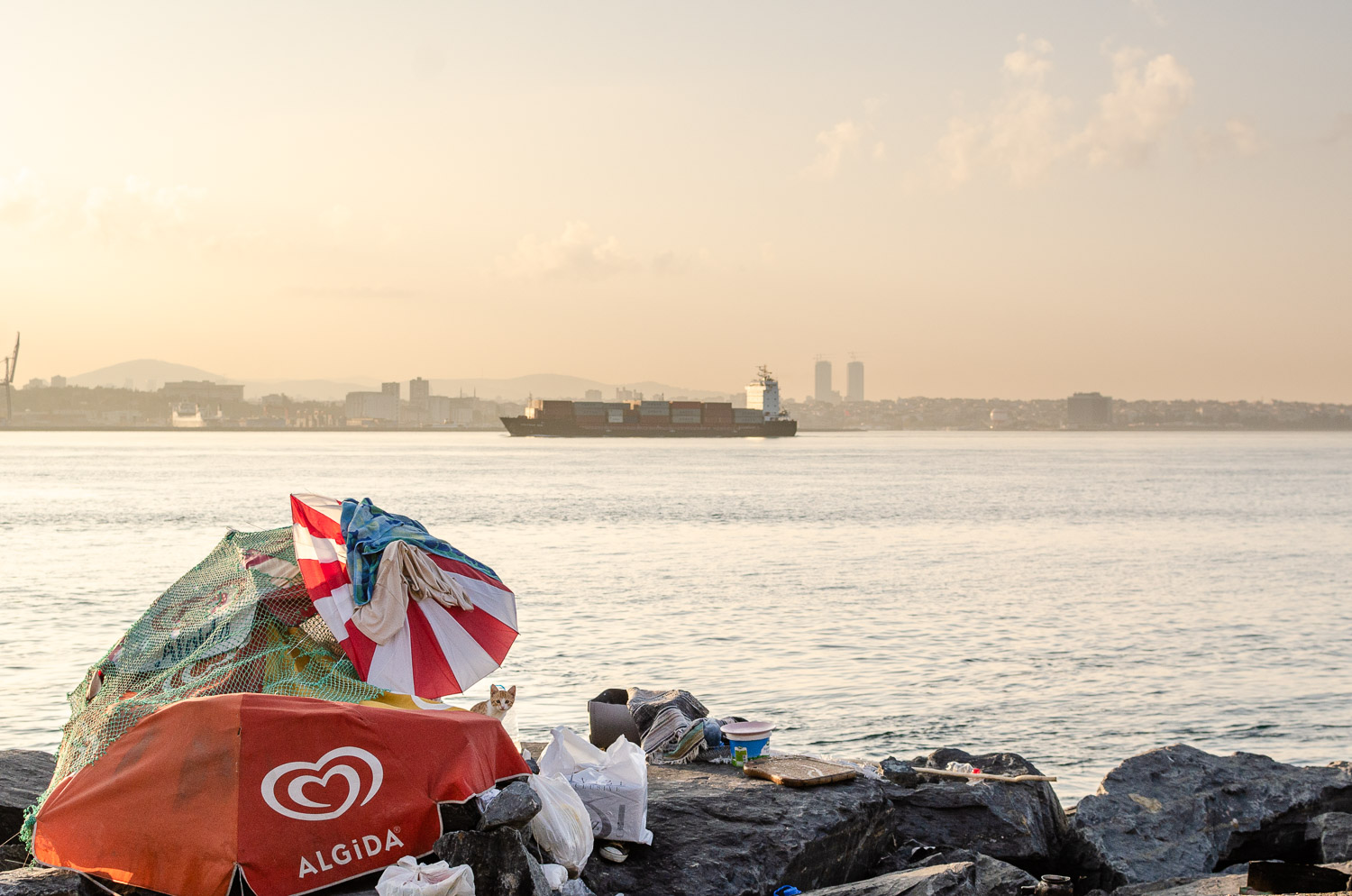 A little cat on the quays of Istanbul