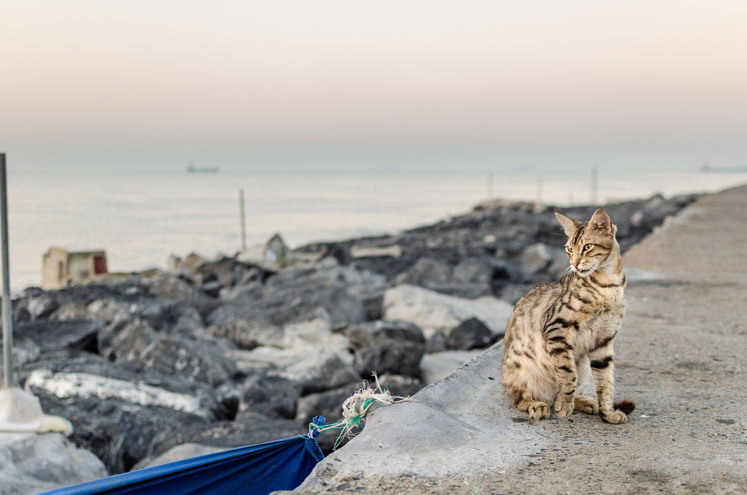 The cats of Istanbul