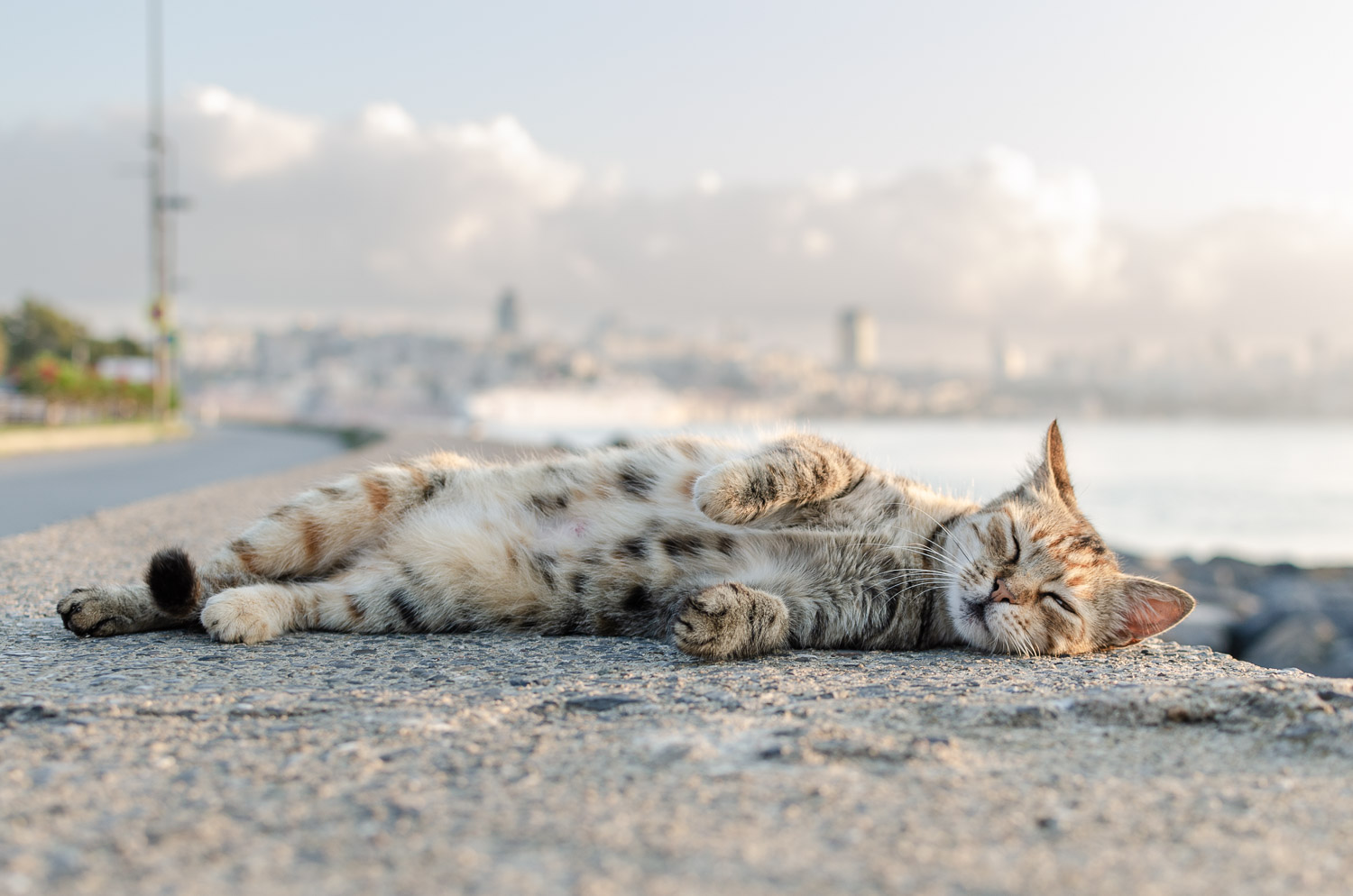 4-day trip to Istanbul to discover cats