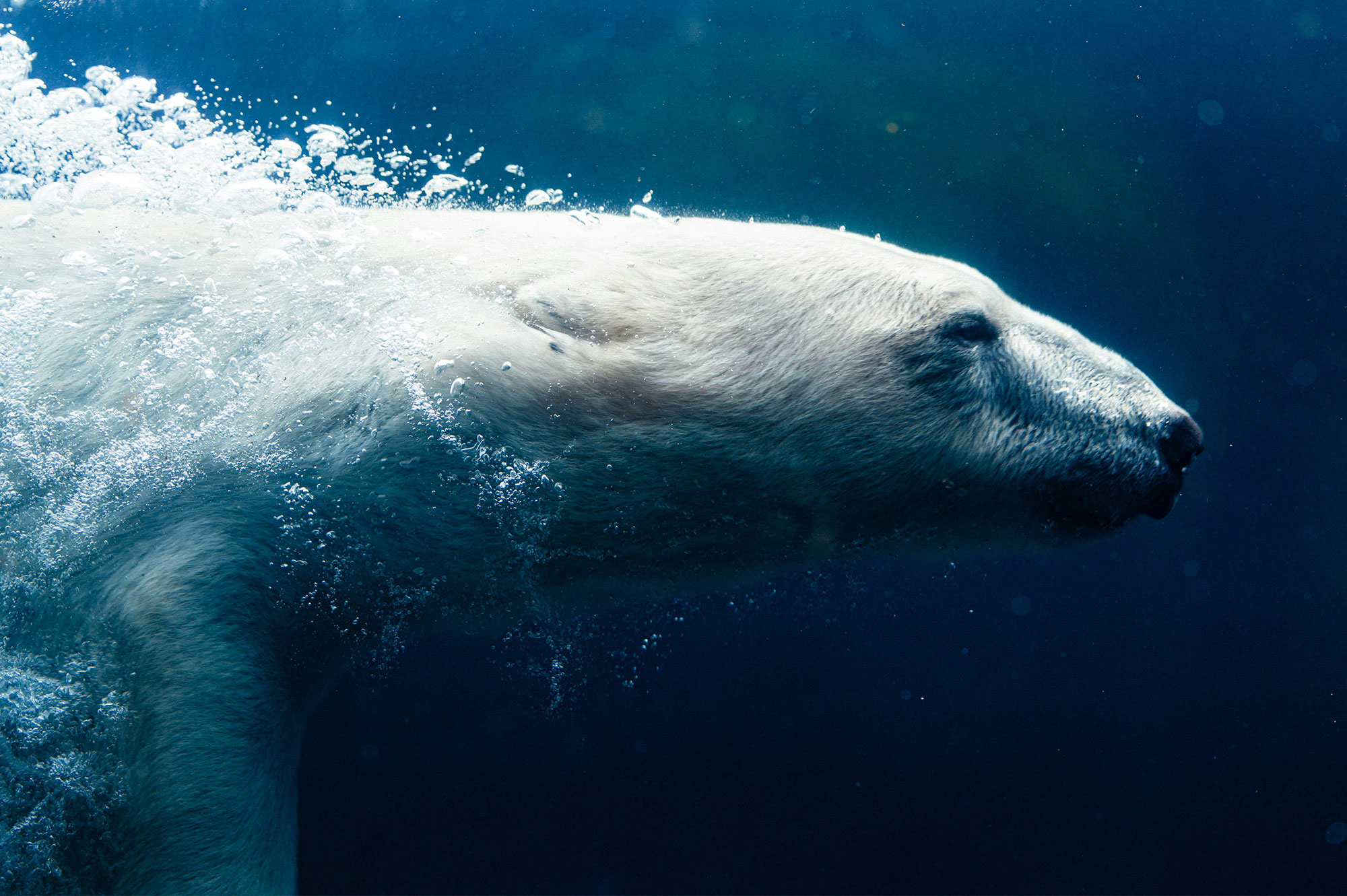 Ours polaire en Islande